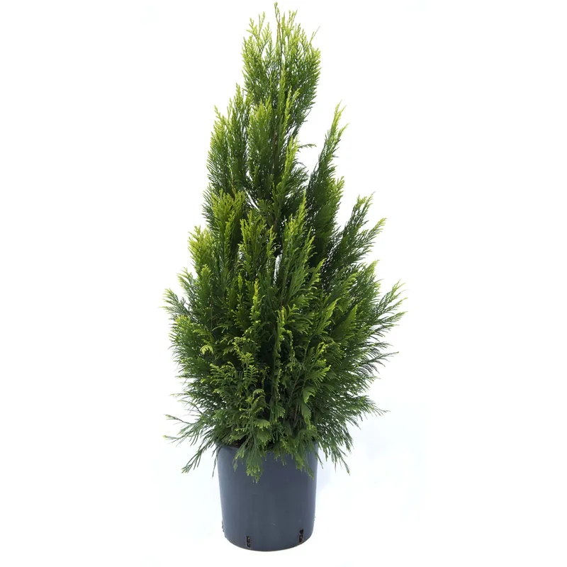 Thuja plicata Forever Goldy h 80/100 cm Dagaanbieding