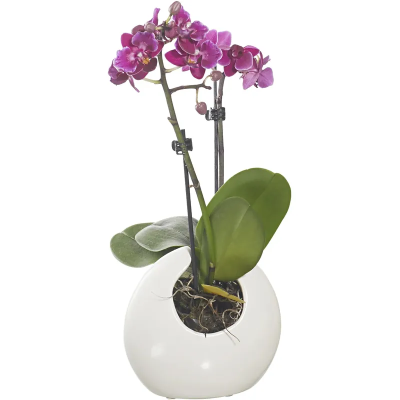 Orchidea Phalaenopsis mix luxury con vaso in ceramica 6 cm Merkproduct