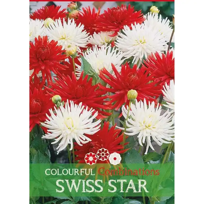 Voordeelprijs Dalia "Swiss Star"
