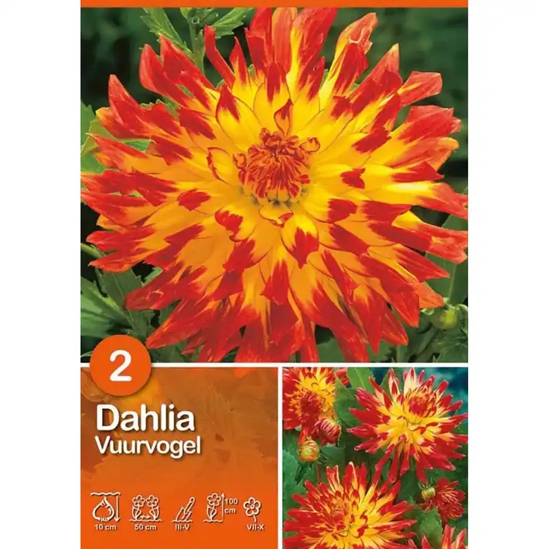Express Levering Dalia "Vuurvogel"