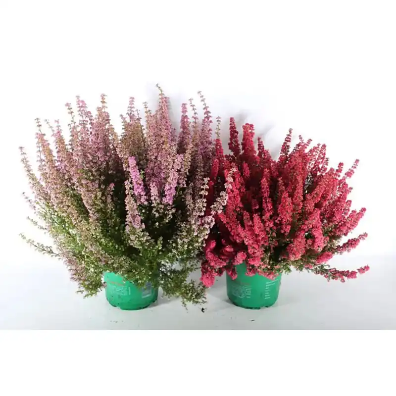 Laatste Versie Erica Gracilis Beuty Queen XXL vaso Ø cm 17
