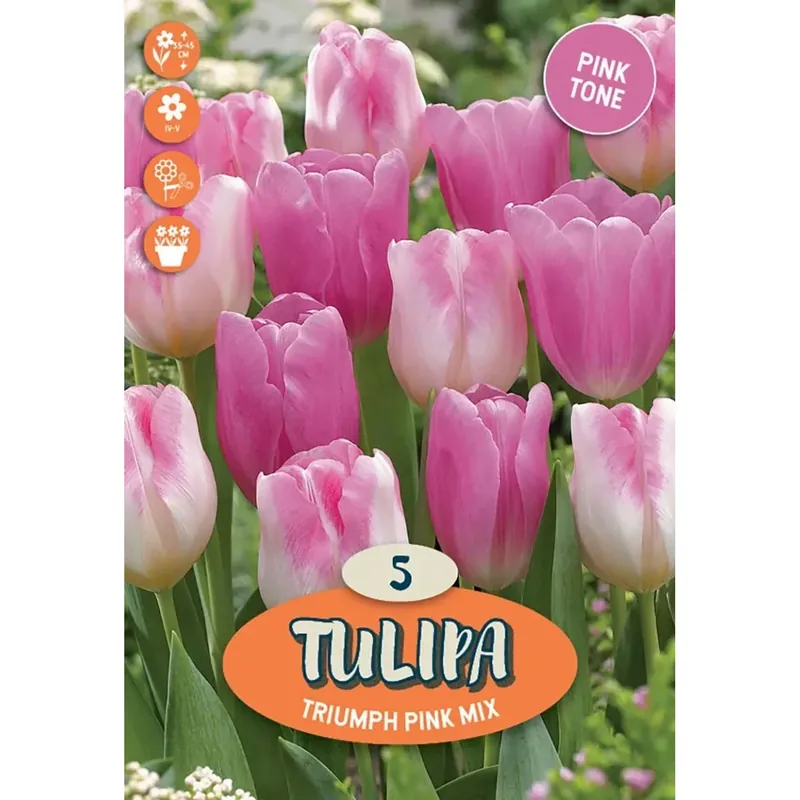 Koop Vandaag Tulipano trionfo mescolare rosa rosa