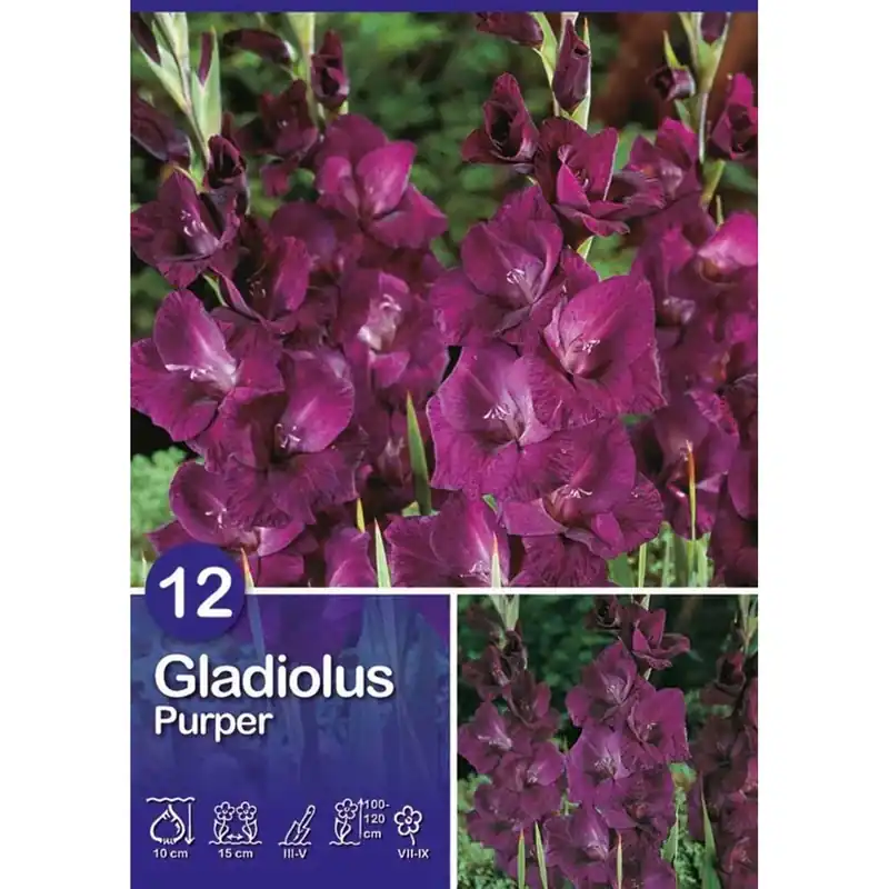Premium Gladiolo "Viola"