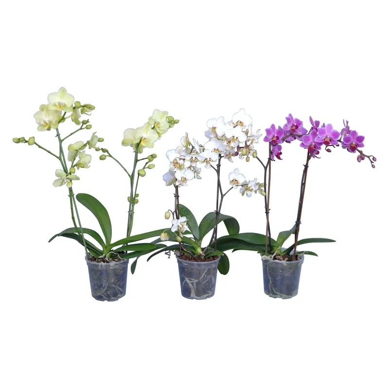 Betaalbaar Orchidea Phalaenopsis multiflora 2 steli vaso Ø 12 cm