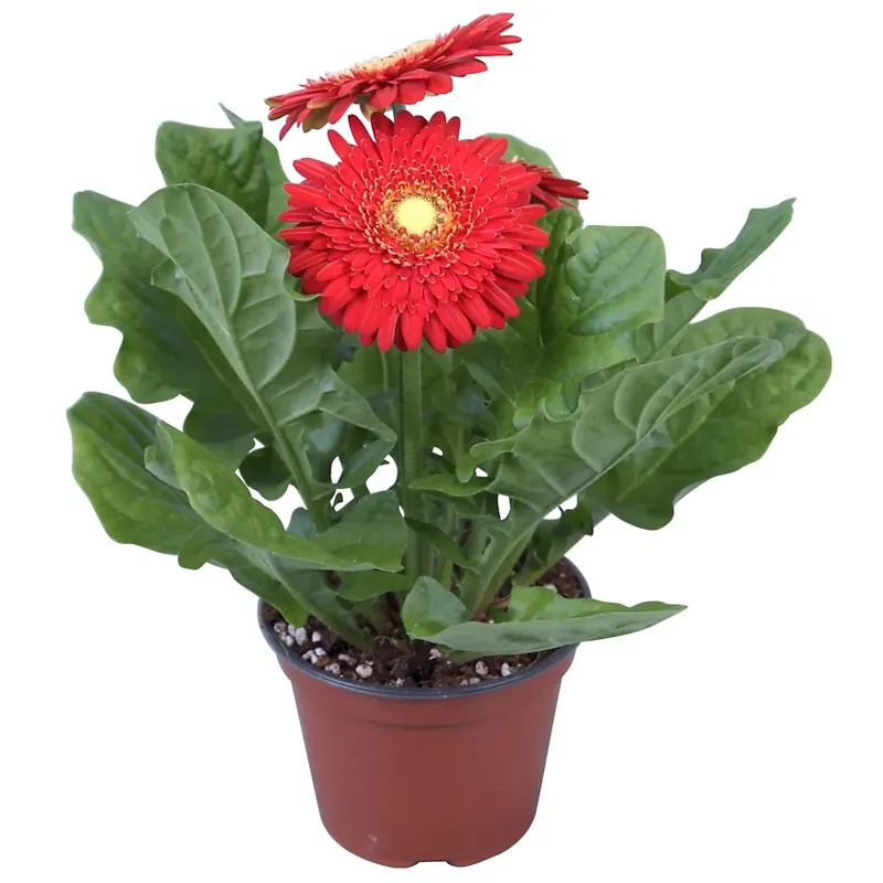 Gerbera rosso in vaso Ø 12 cm Betaalbaar