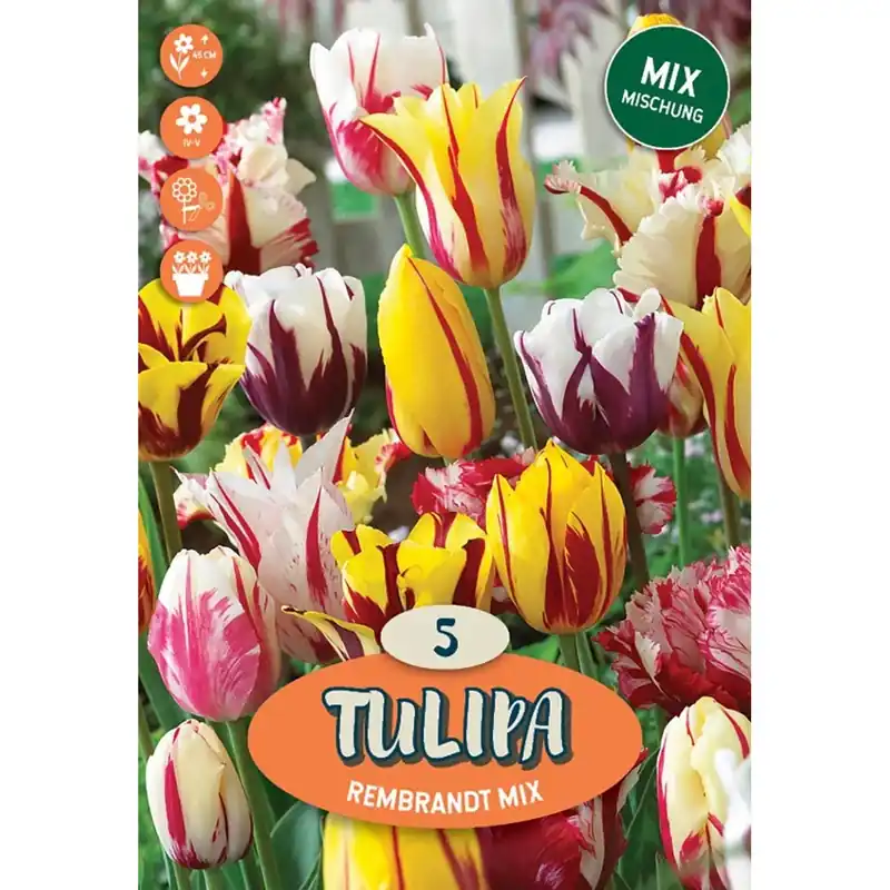 Meest Verkocht Tulipano singolo in ritardo rembrandt multicolore