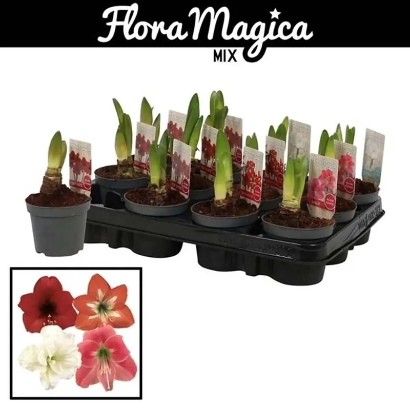 Hete Deal Amaryllis Kolibri vaso 9 cm