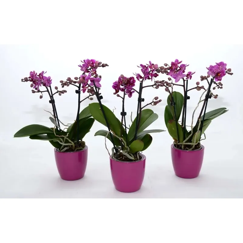 Actieprijs Composizione phalenopsis multiflora ceramica vaso 9 cm