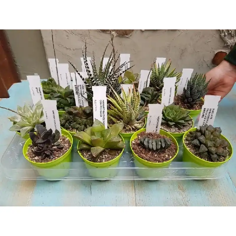 Voordeelprijs Haworthia collezione vaso 8 cm