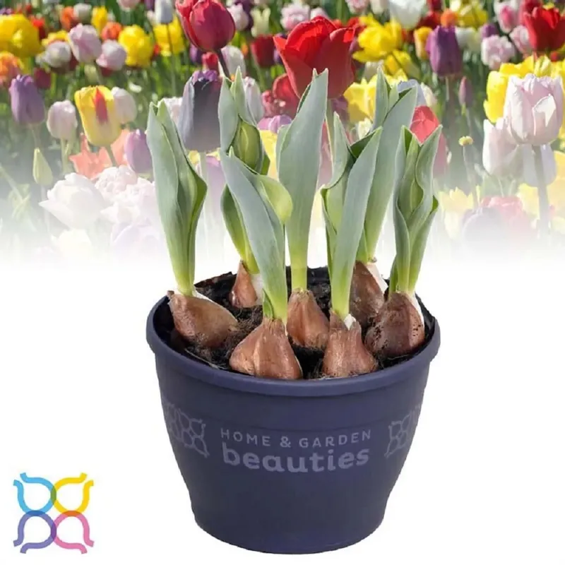 Tulipano misto vaso Ø ca. 12 cm Superprijs