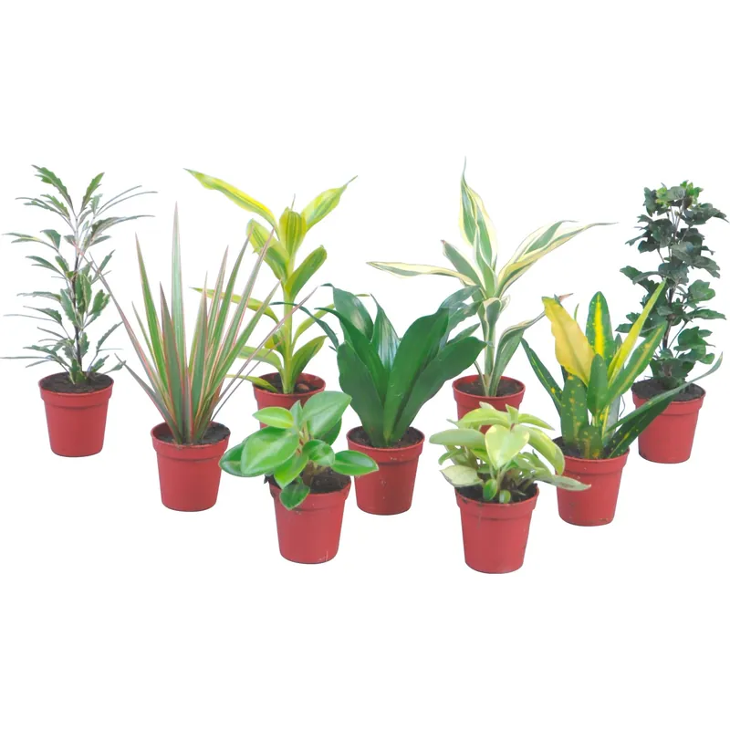 Mix piante verdi mini Laatste Versie