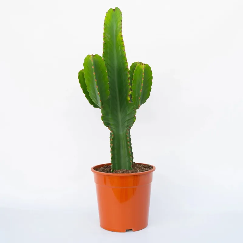 Euphorbia ingens vaso diametro 24 cm Snelle Levering
