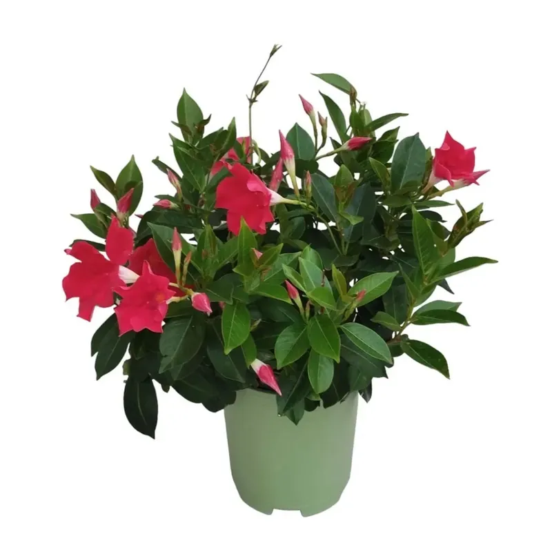 Dipladenia cespuglio ø 19 cm Tijdelijk Beschikbaar