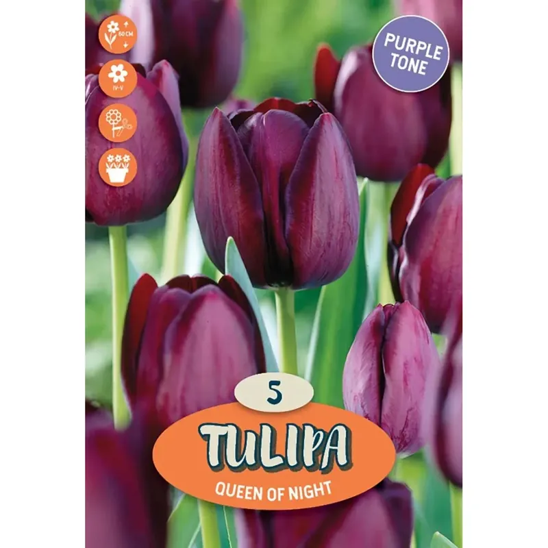 Beste Prijs Tulipano singolo regina di notte viola