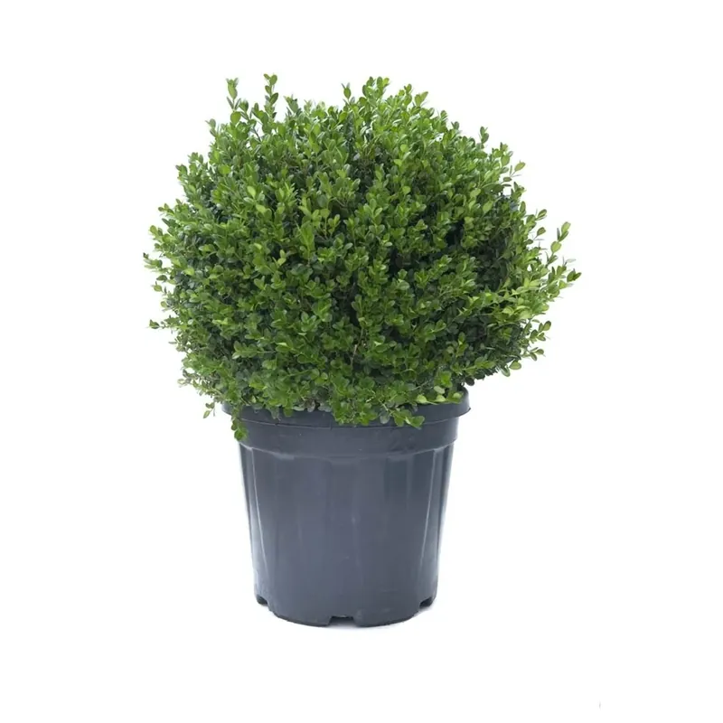 Buxus microphylla `Faulkner` - Bosso Veilige Betaling