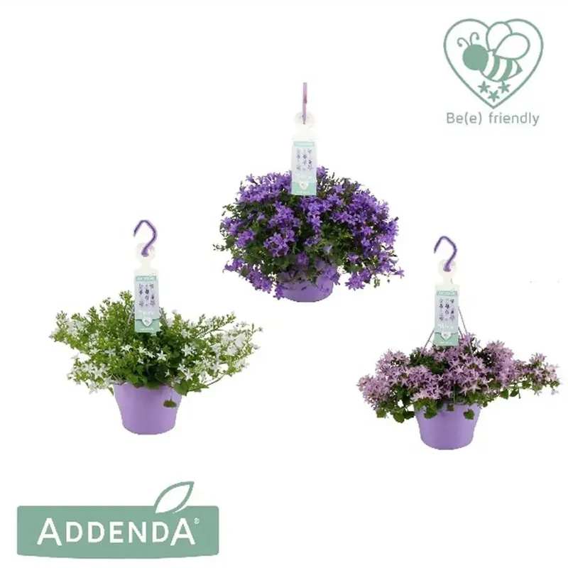 Snelle Levering Campanula Ambella Purple Basket vaso 19 cm