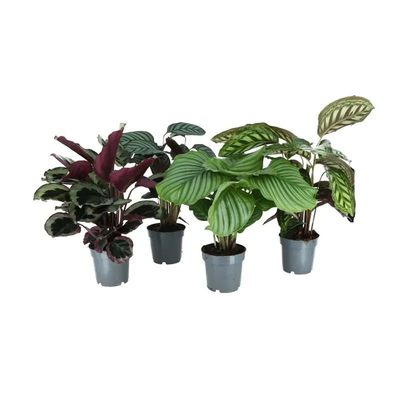 Calathea mix vaso 14 cm Lage Kosten