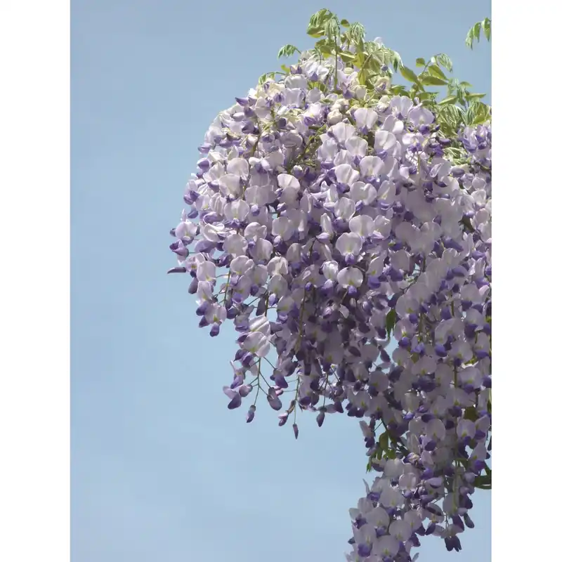 Glicine floribunda "Issai" 150/200 cm Weekendaanbieding