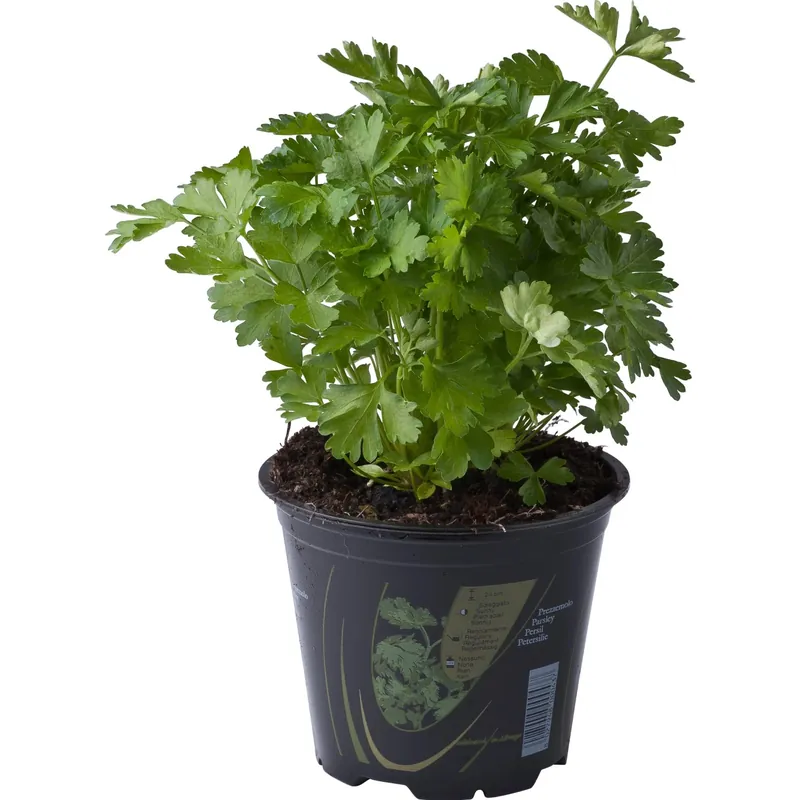 Populair Pianta di Prezzemolo liscio 14 cm