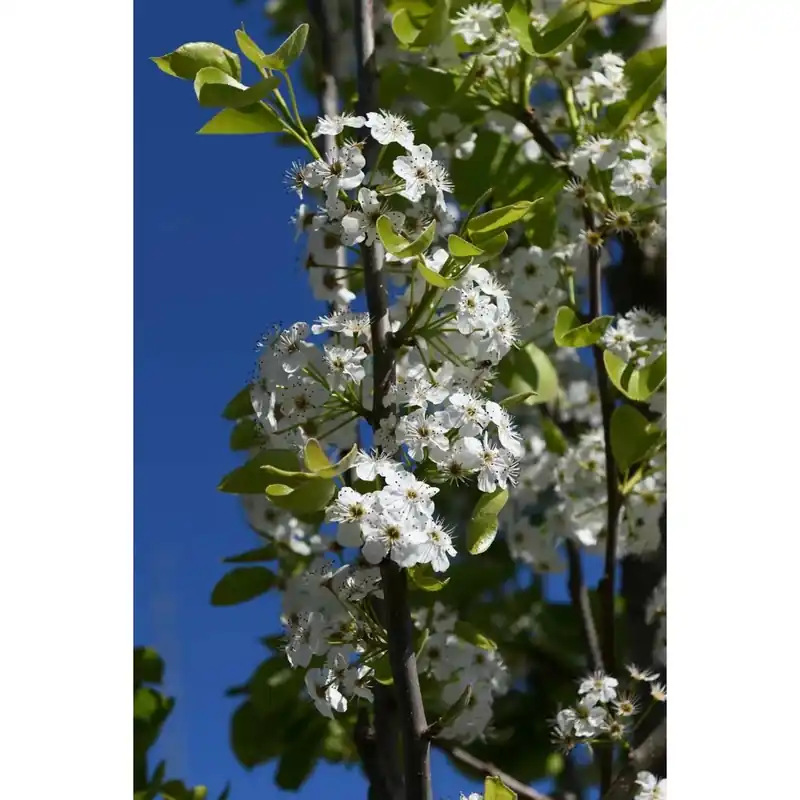 Merkproduct Pyrus calleryana `Chanticleer` Pero da fiore