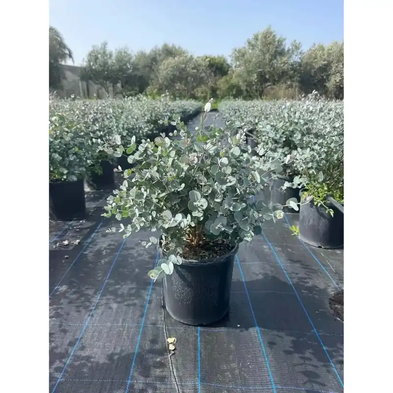 Favoriet Eucalyptus `Cagire` AZURA
