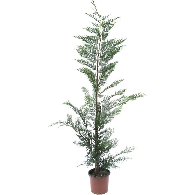 Cipresso Leilandi (d`innesto) Koop Online