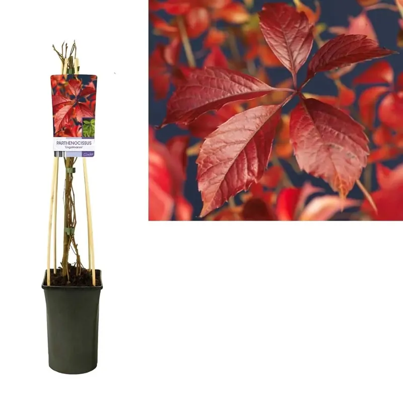 Parthenocissusengelmanni Vaso 17 cm Must-Have