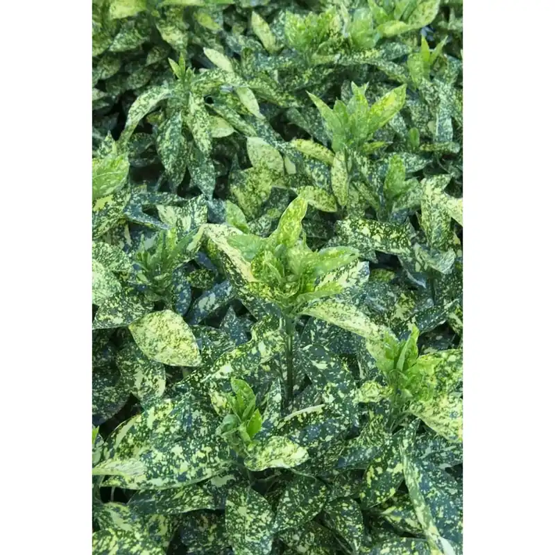 Aucuba japonica `Crotonifolia Gold` Tijdelijk Beschikbaar