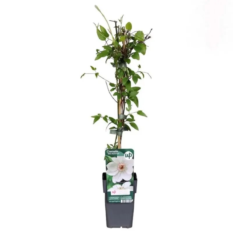 Piante rampicanti mix vaso Ø 12 cm Bestseller