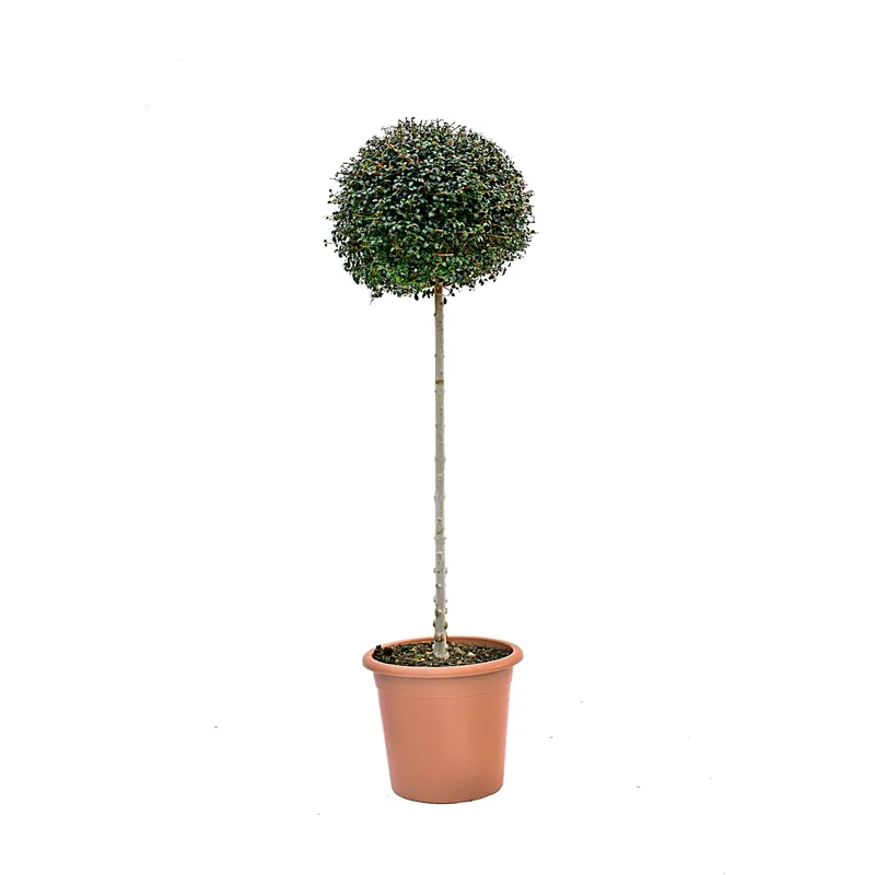 Ligustrum Jonandrum coltura in vaso 30/35 Lage Prijs