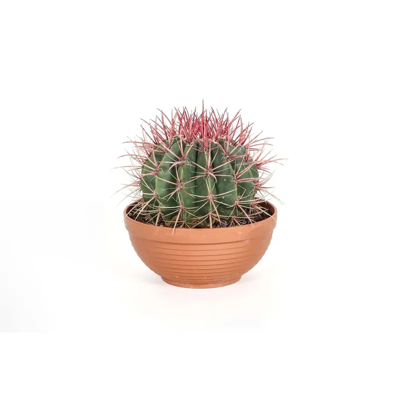 Express Levering Ferocactus stainesii Cactus ciotola Ø 23 cm