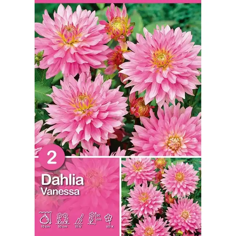 Dalia "Vanessa" Laatste Versie