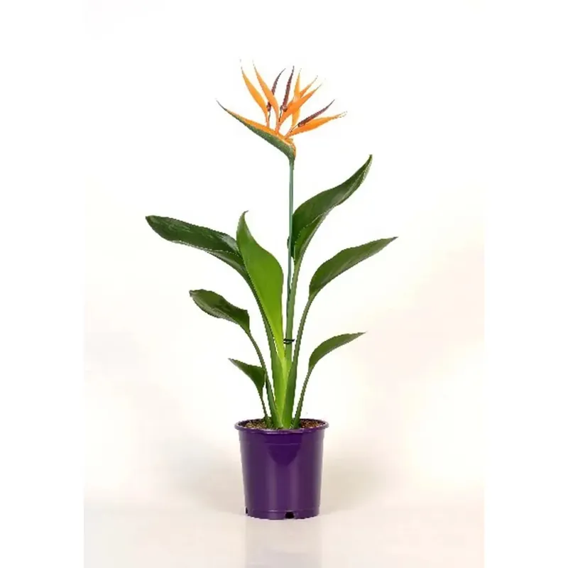 Actieprijs Strelitzia Reginae In vaso 12 cm