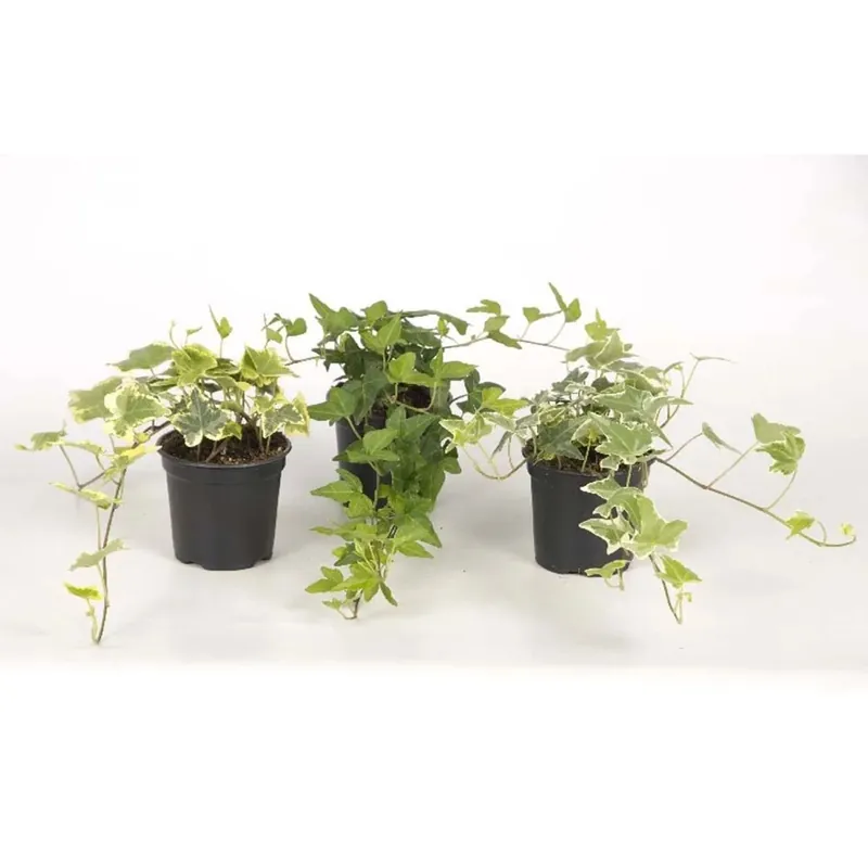 Hedera Helix mix vaso 21 cm Veilige Betaling