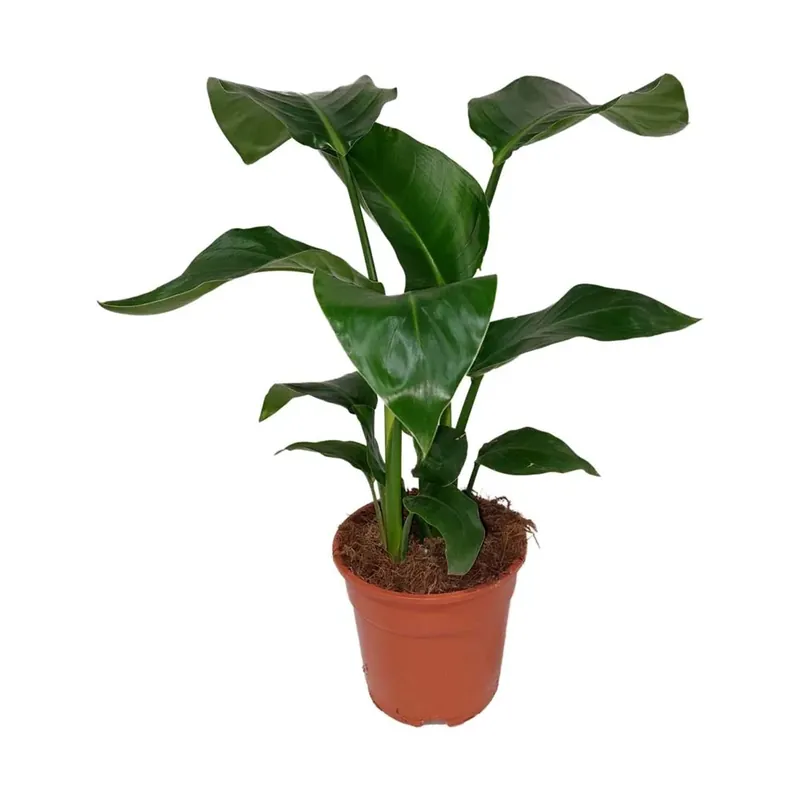 Premium Strelitzia Nicolai vaso 17 cm