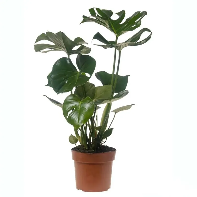 Seizoensaanbieding Monstera Tauerii In vaso 21 cm