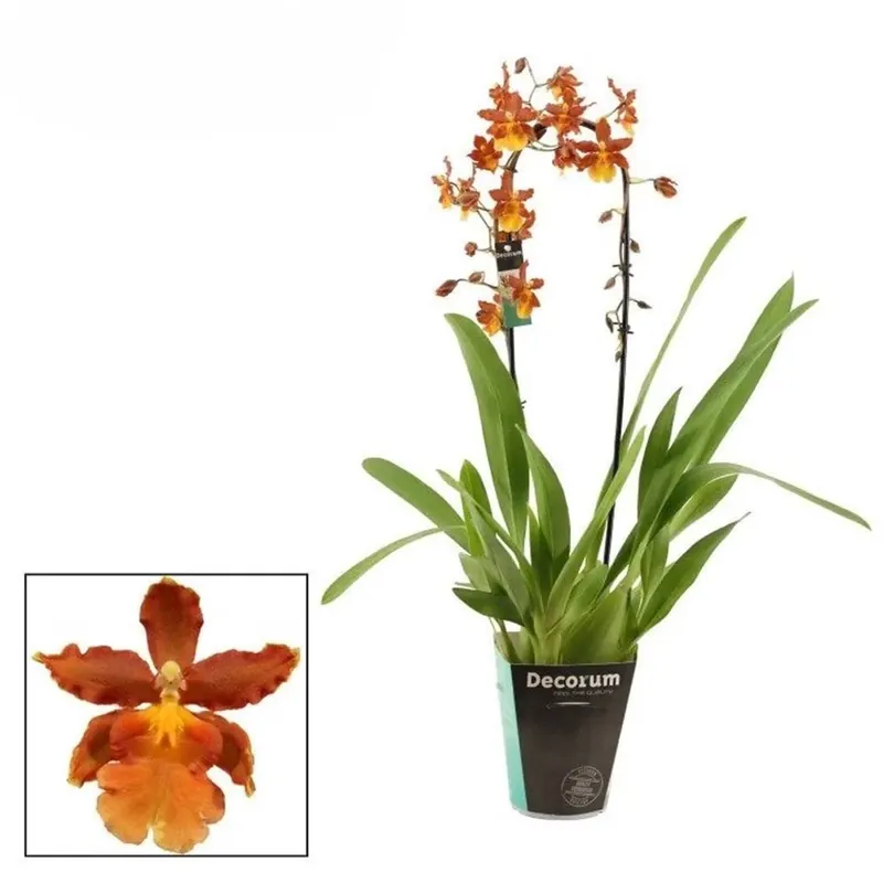 Meest Verkocht Cambria Catante vaso 12 cm