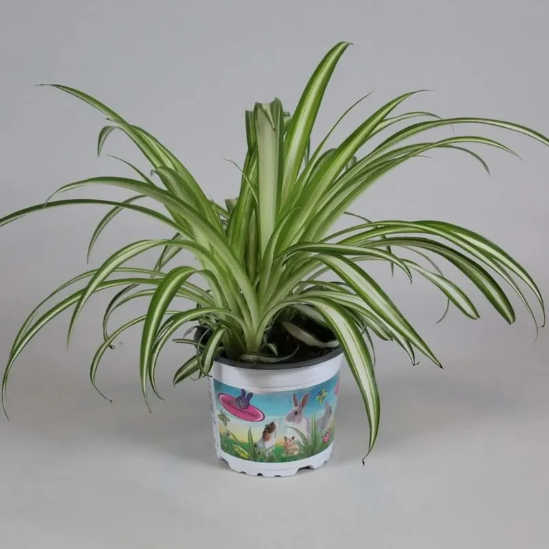 Veilige Betaling Chlorophytum Comosumvariegatum Vaso 12 cm