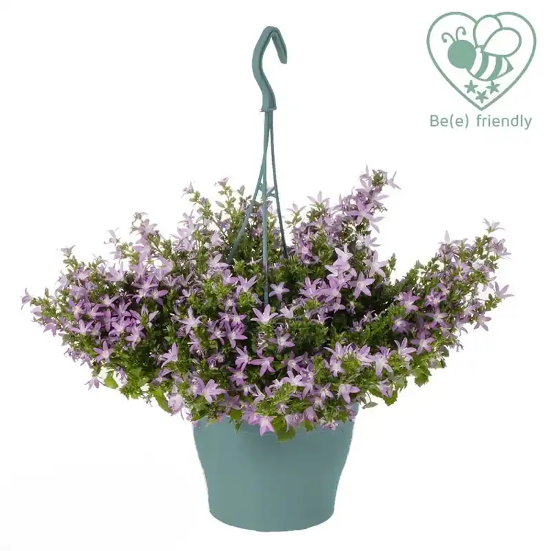 Superprijs Campanula Adansa Rosa In vaso 19 cm
