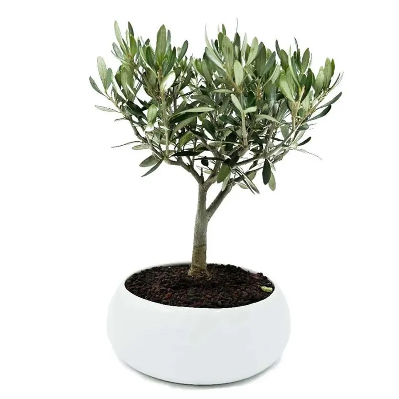 Olea Europaea ciotola vaso 20 cm Koop Vandaag