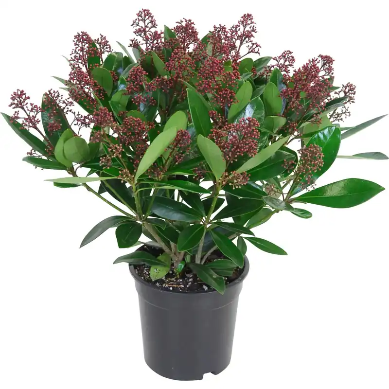 Beste Prijs Skimmia japonica Rubella con vaso Ø 17 cm