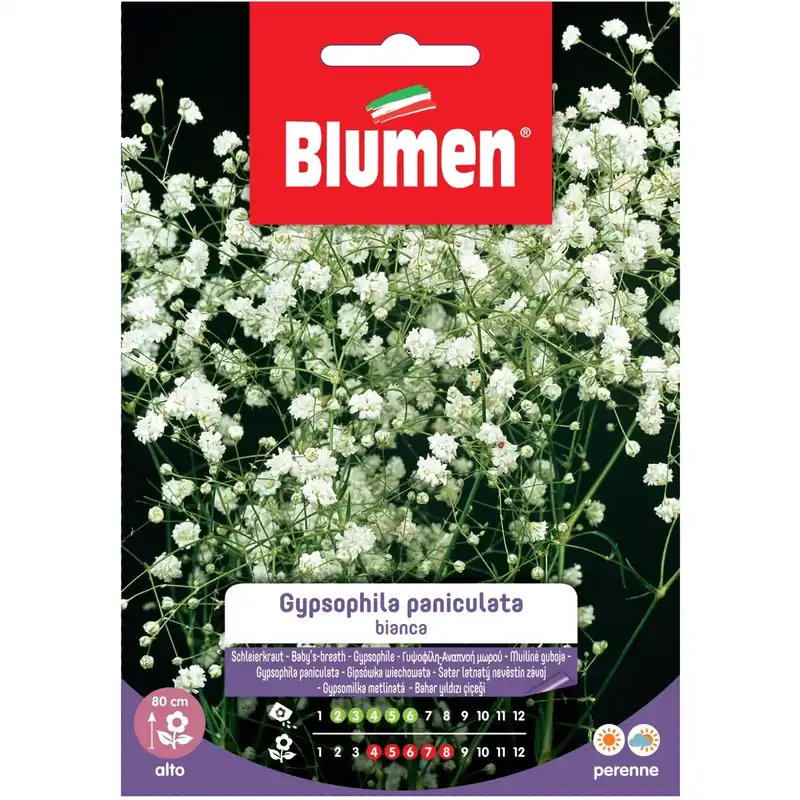 Semi Blumen Gypsophila paniculata bianca Op = Op