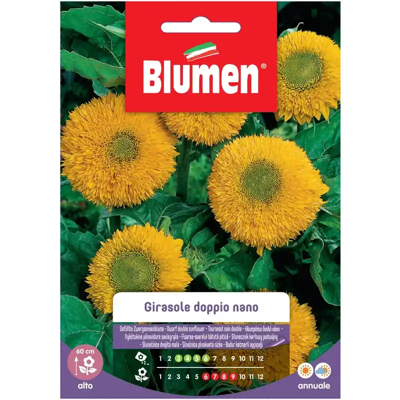 Semi Blumen Girasole nano giallo Nu Kopen