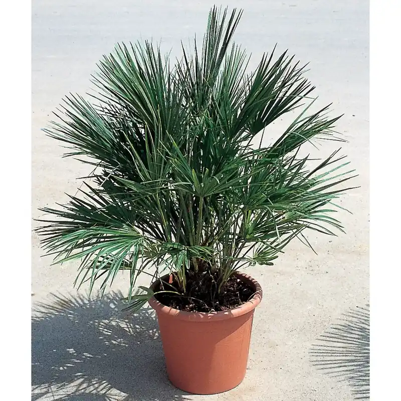 Bestseller Palma nana Chamaerops humilis h 40/50 cm