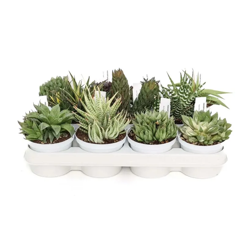 Haworthia Piante grasse vaso Ø 10,5 cm Beperkte Voorraad