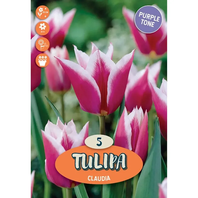 Hoge Kwaliteit Tulipano lily fioritura claudia viola