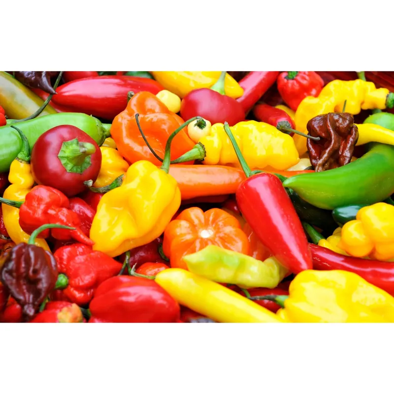 Peperoncino piccante Calypso vaso 14 cm Superprijs