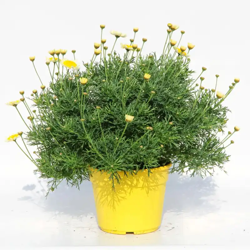 Margherita gialla vaso ø 14 cm Weekendaanbieding