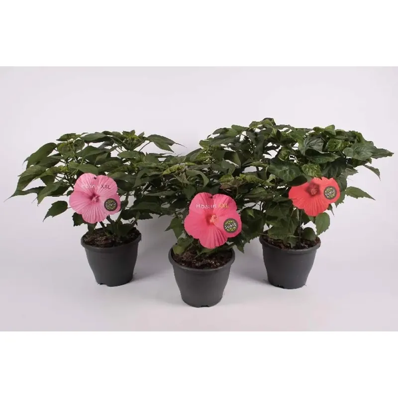Hibiscus Moscheutos Extreme mix vaso 23 cm Bestel Nu