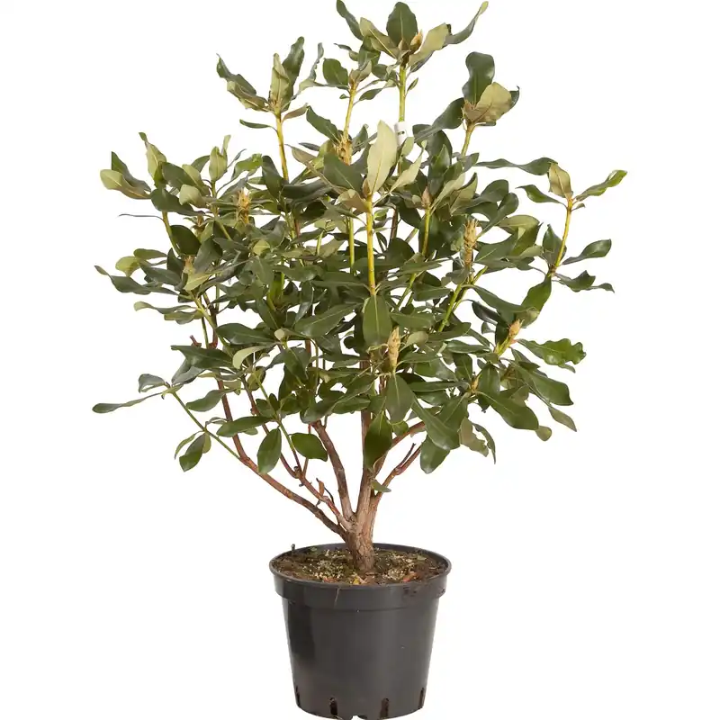 Rhododendron chioma 70 cm Rechtstreeks Van De Fabrikant